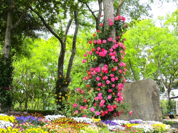 【愛媛県内発】 母の日ミステリーツアー 日帰り3